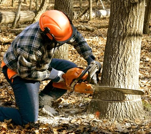 Tree Removal in Springlake, TX